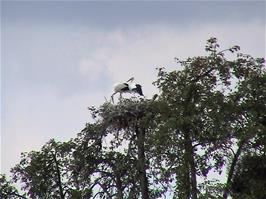 Storks nesting in the trees at Staad, 9.3 miles into the ride